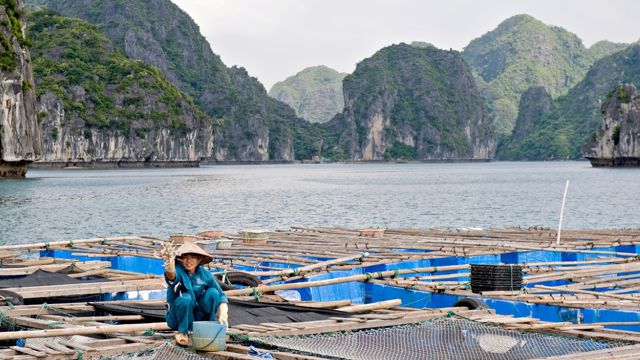 Vietnam og Namibia er blant landa som har fått mykje ut av norsk fiskeribistand. Med den nye fiskerilova av 2004 har Vietnam auka inntekter, hindra overfiske og minska forureining.