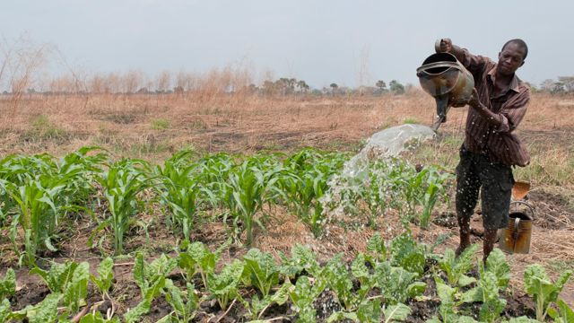 I Zambia har meir enn 70.000 småbrukarar klart å doble avlingane sine ved å leggje om til eit meir klimasmart landbruk – med norsk støtte.