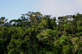 Bildet viser en tett, frodig regnskog med grønne trær og varierende høyder. Trærne har mange ulike former og blader, og noen har lysegrønne topper som stikker opp mot himmelen. Over regnskogen er himmelen lys blå med noen spredte skyer.