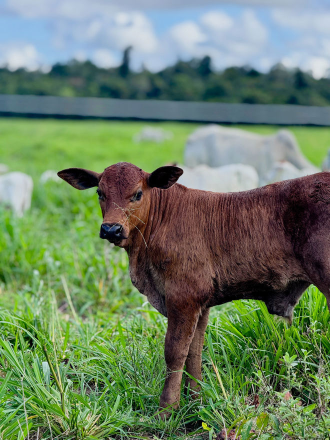 En brun kalv står på grønt gress med andre kuer og et gjerde i bakgrunnen.