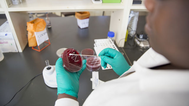 Bildet viser en person i et laboratorium som håndterer en petriskål med en rød substans, sannsynligvis en kultur av mikroorganismer. Personen har på seg grønne hansker og bruker en pipette eller et verktøy for å undersøke innholdet i skålen.