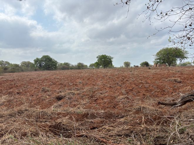 Bilde av et tørt, opparbeidet jorde med spredte trær i bakgrunnen under en overskyet himmel.