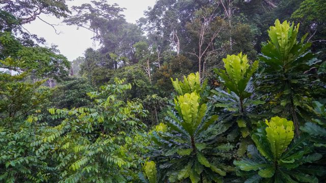 Bildet viser en tett og frodig jungel med et mangfold av grønne trær og busker. Vegetasjonen er rik og variert, med blader i forskjellige nyanser av grønt, fra lyse til mørke toner.
