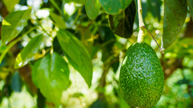 Bildet viser en avokado som henger fra en gren blant grønne blader. Avokadoen er stor og moden, med en ruglete, mørkegrønn overflate. 